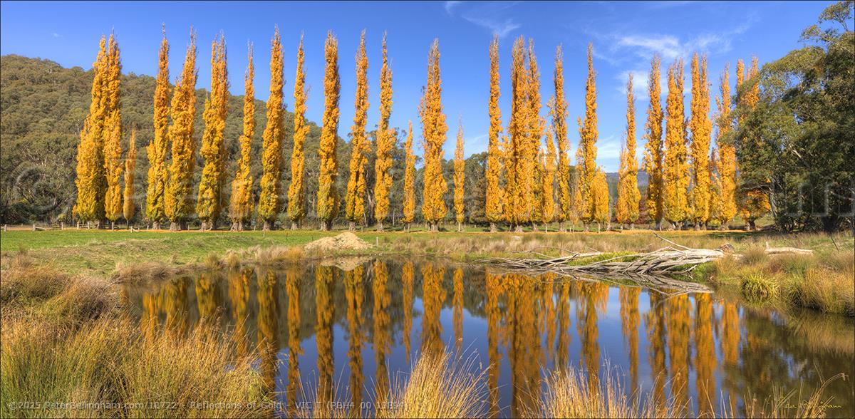 Peter Bellingham Photography Reflections of Gold - VIC T (PBH4 00 13894)